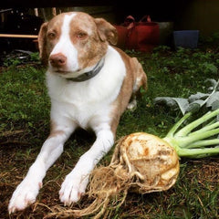 Harvesting and Storing Vegetables for Winter - part 2