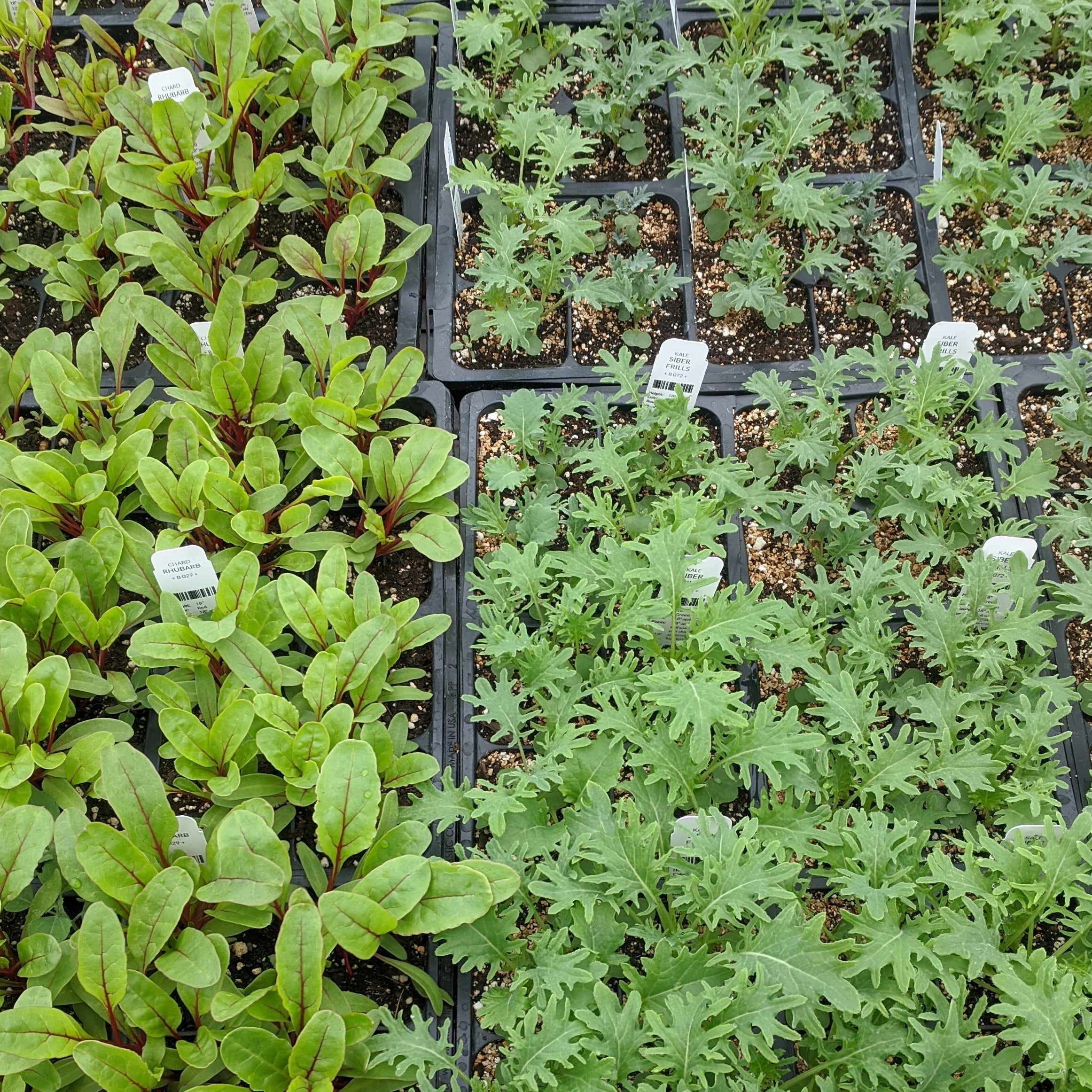 Hardening Off and Transplanting Seedlings