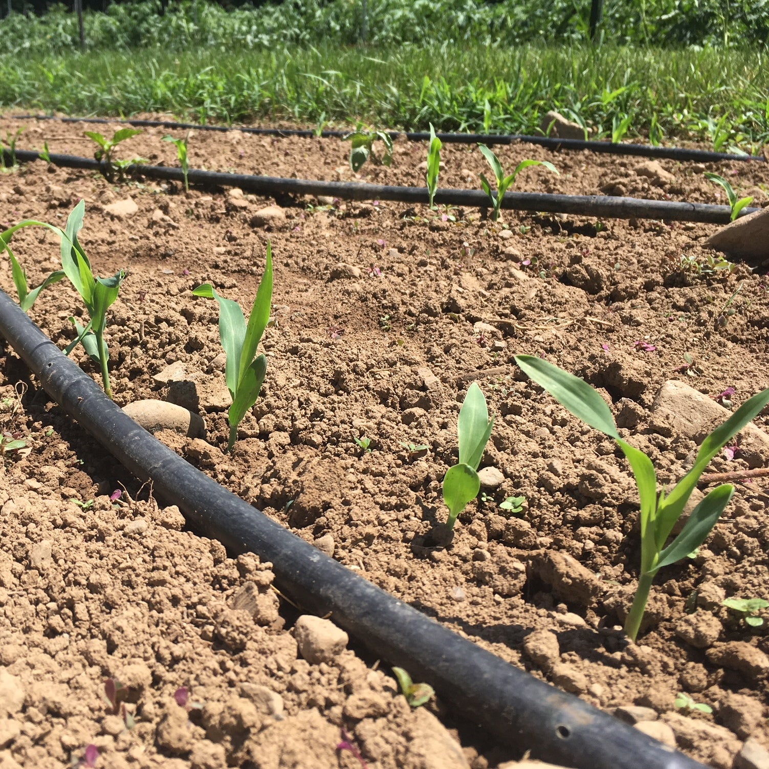 How to Start Seeds in Summer