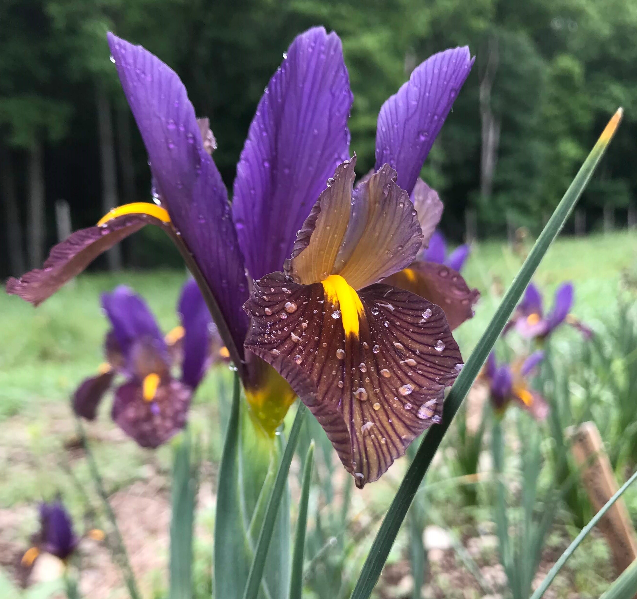 Watering Tips for Dry Summers