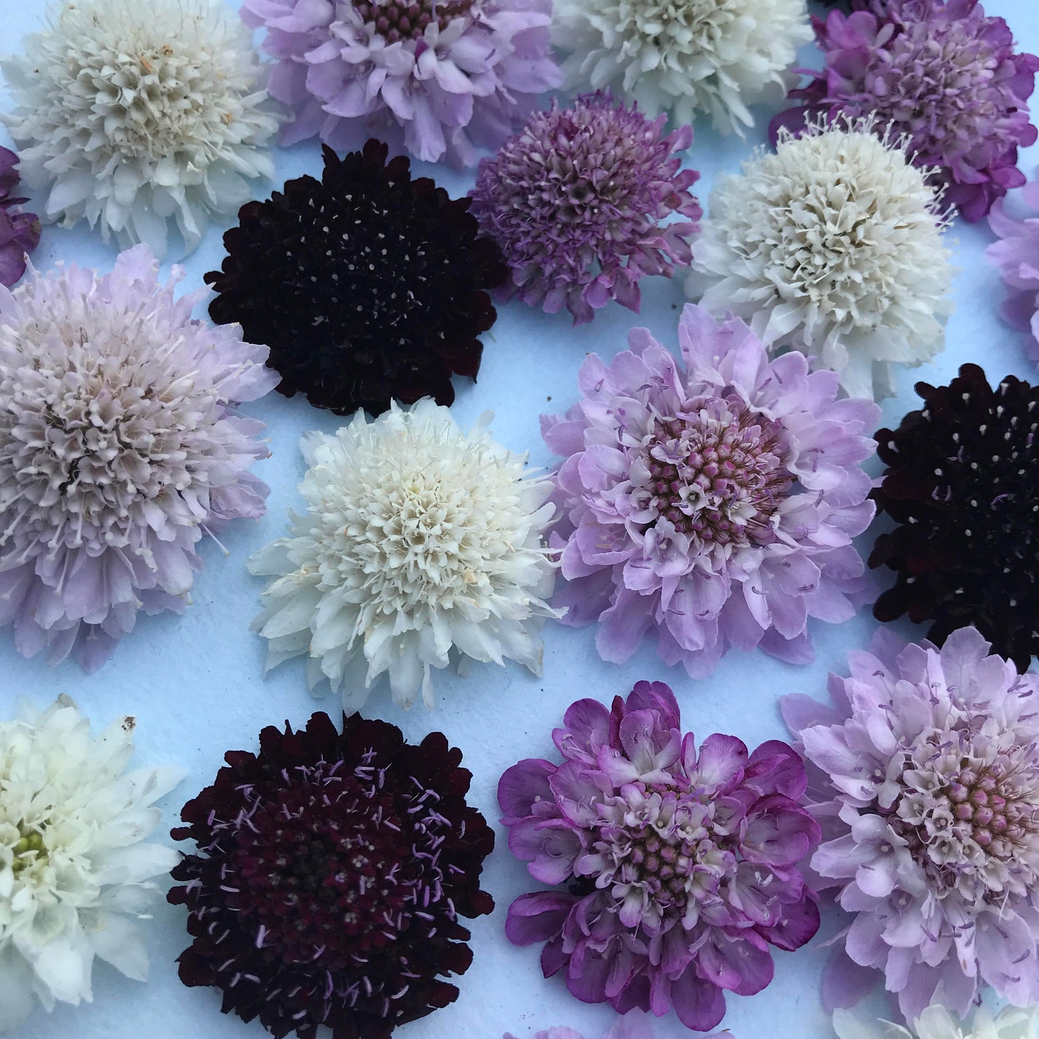 Meet The Artist: Pincushion Mix