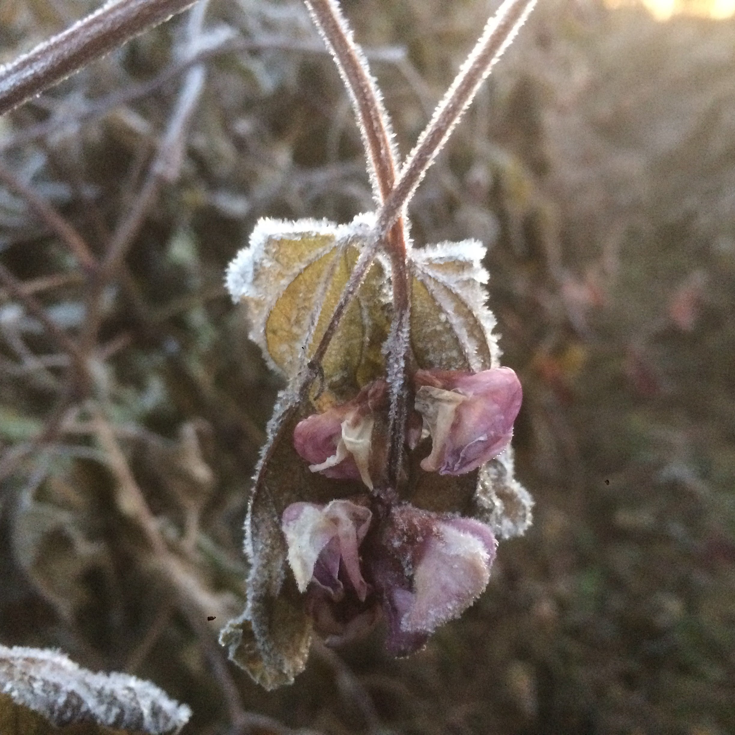 Putting the Garden to Bed: Late Fall Garden Activities