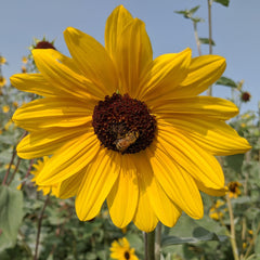 February Checklist: Plan for Pollinators