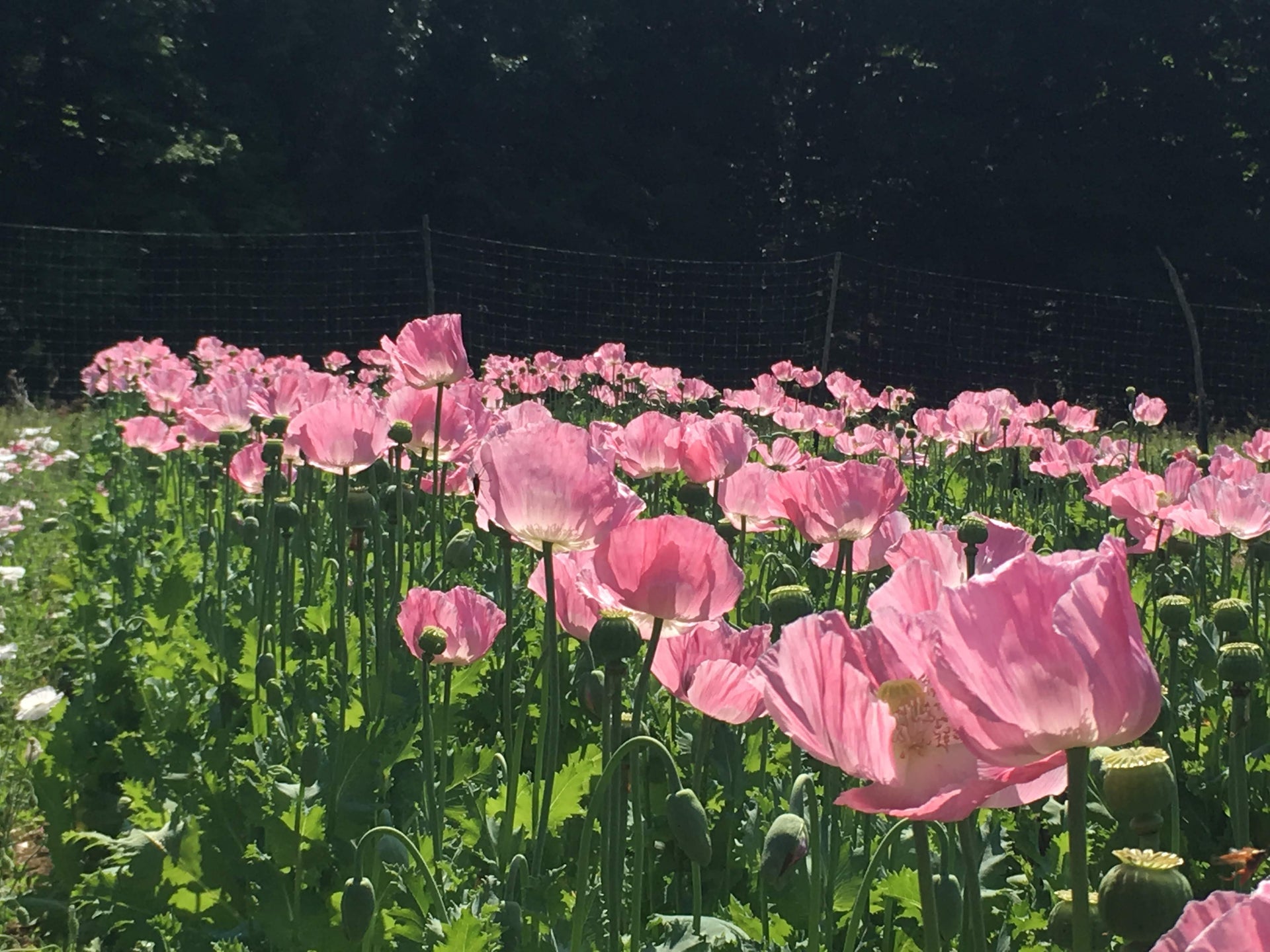 How to Grow Poppies from Seed | Hudson Valley Seed Company