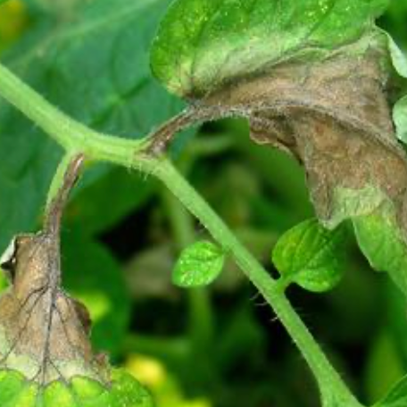 Late Blight Comes Early to New York