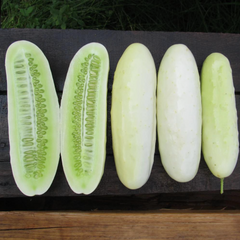 Plant Personality: Cute Cukes