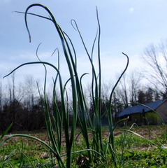 Spring Foraging by way of Spring Weeding: 6 Edible Garden Weeds