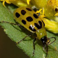 Bug Profile: Cucumber Beetles