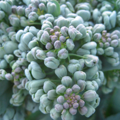 Garden Harvest Spotlight: Broccoli