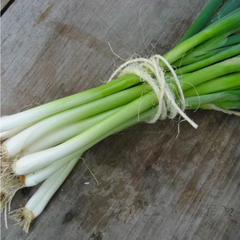 Green Onions, Roasted or Grilled