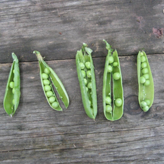 Garden Harvest Spotlight: Peas