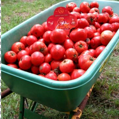 Tomato Smash-Up: How to Save Tomato Seeds