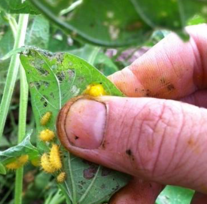 Bean Beetles Attack!