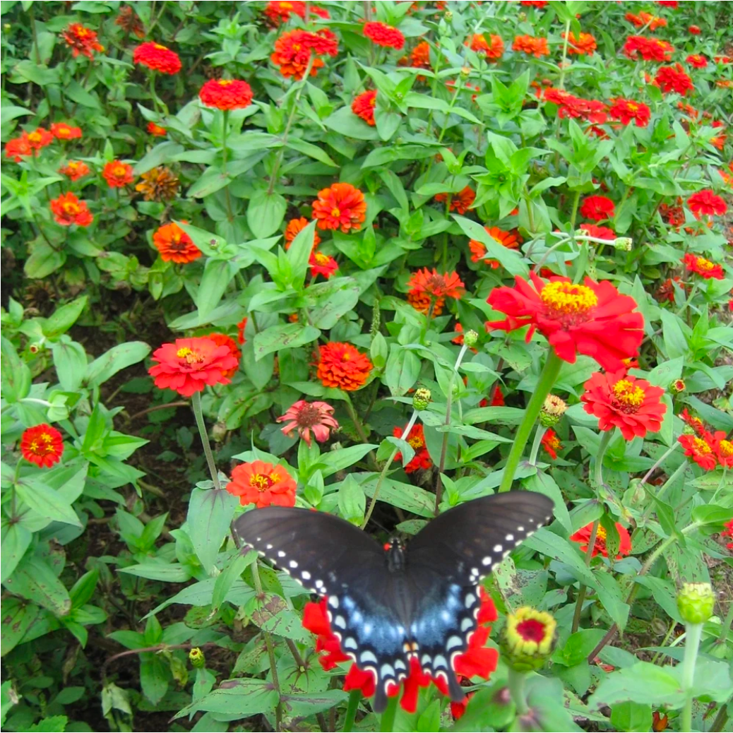 Seed Sense: How do I save Zinnia seeds?