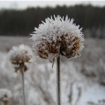 Four Silver Linings of a Lingering Winter