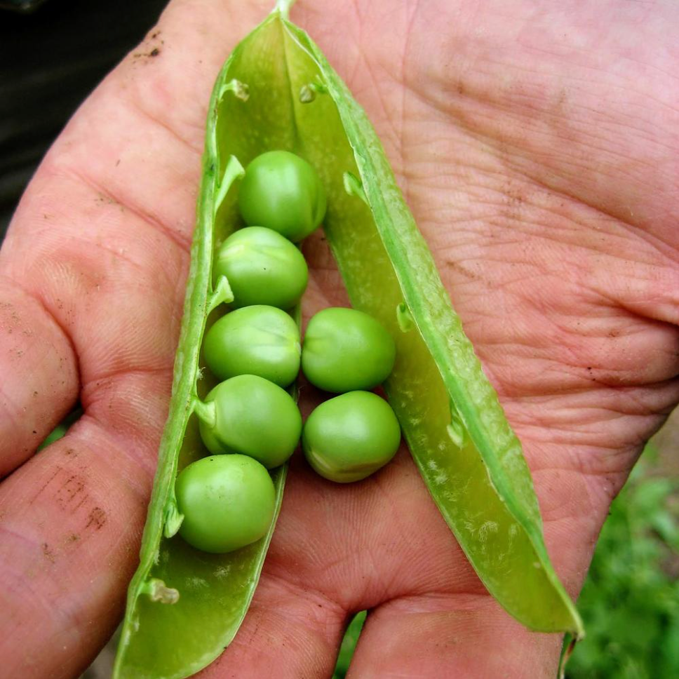 Pulling Peas