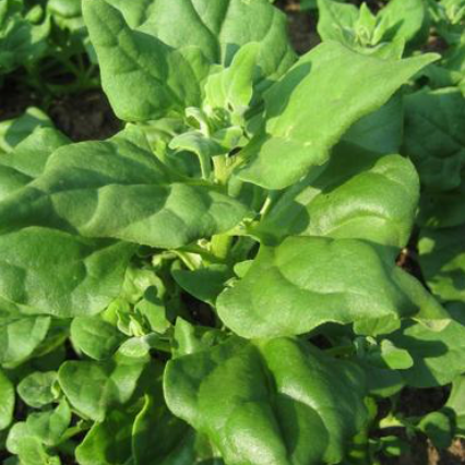 Spring Spinach Spinach for Spring, Spinach for Summer – Hudson Valley Seed Company