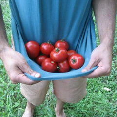 Tomato Harvest Begins! Here are Five Tips to Make the Most of It.