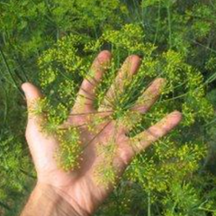 Farm Hands