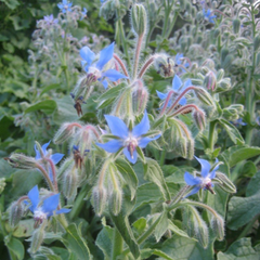 Plant Personality: Borage, a friend to gardens and gardeners