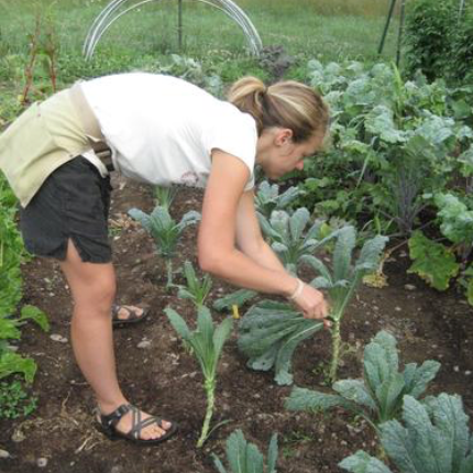 Plant Personality: Kale for the Fall Garden