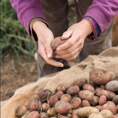 Catherine Bennett's Potato Growing Tips