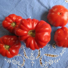 Tomato Favorites, New and Old