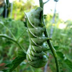 Bug Profile: Tomato Hornworm