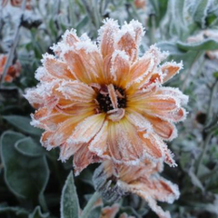 Frost Friendly Flora