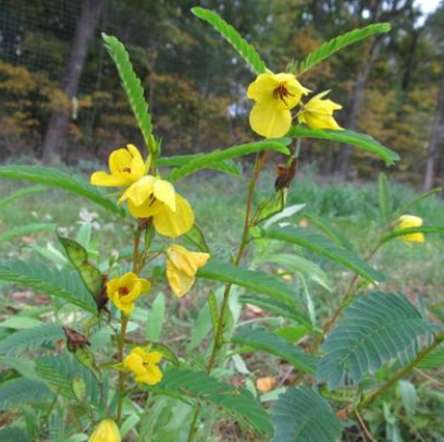 How to Start a Wildflower Garden in Fall