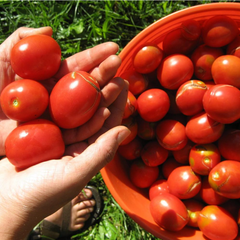 Grow-How: Tomato Clinic