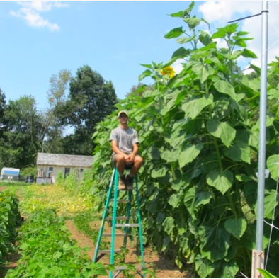 Plants for the Planet: Garden Varieties that Clean the Environment