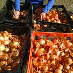 Farm Minute Video: Replanting Onions for Seed