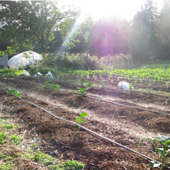 Summer Crop Rotation Inspiration