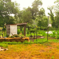 Crop Rotation for the Home Garden