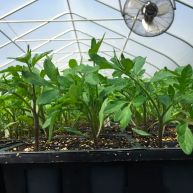 How to Pot Up Your Tomato Seedlings