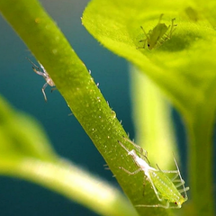 Grow-How: Pests--Prevent, Protect, and Respect