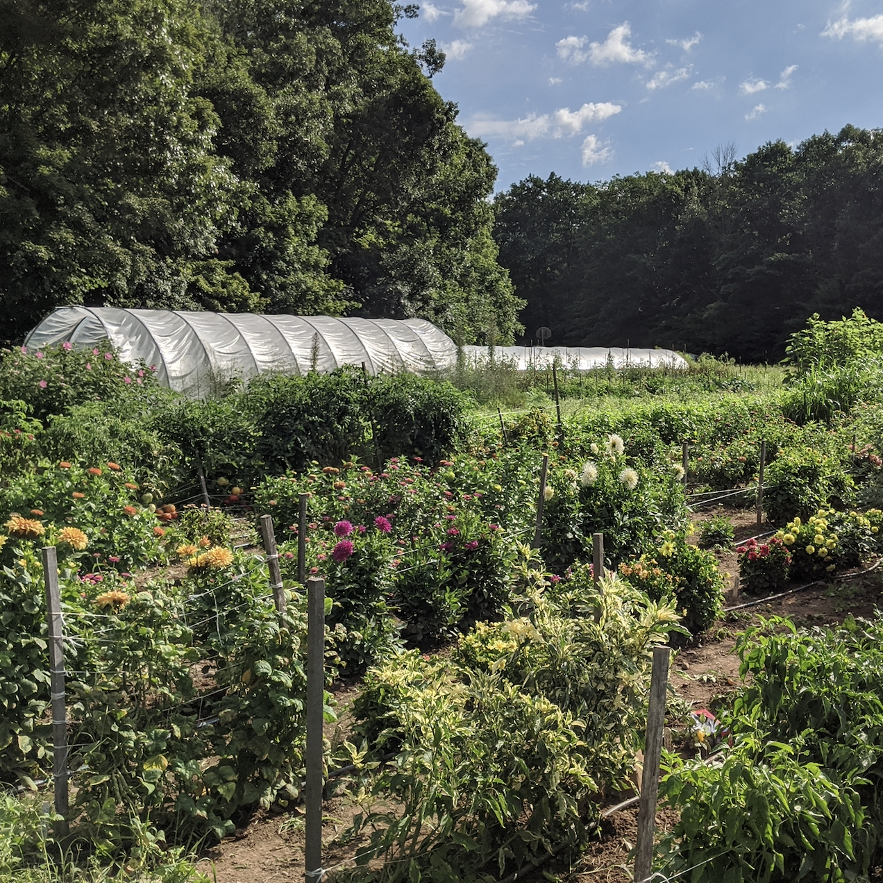 Sowing in Summer for Fall Harvest