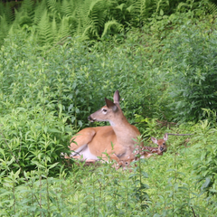 Plant these Varieties for a Deer-Resistant Garden