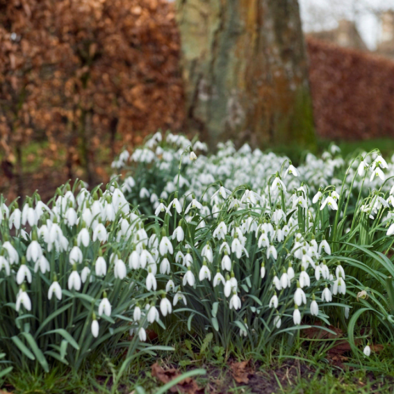 March Garden Checklist