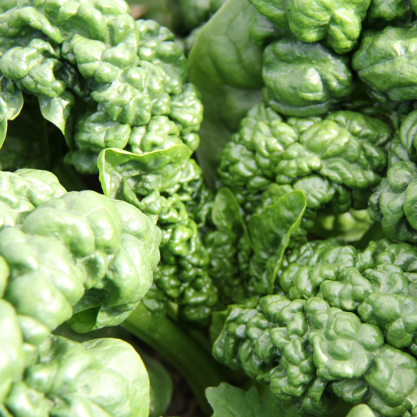 10 Tips for Direct Sowing