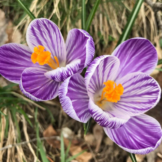 A Gardening Checklist for April