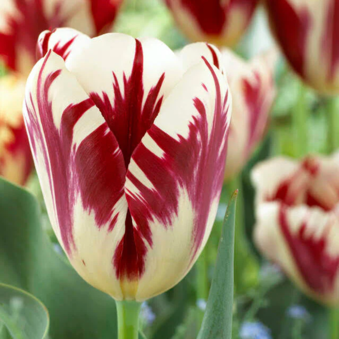 Seasonal Bloom Times for Fall-Planted Bulbs