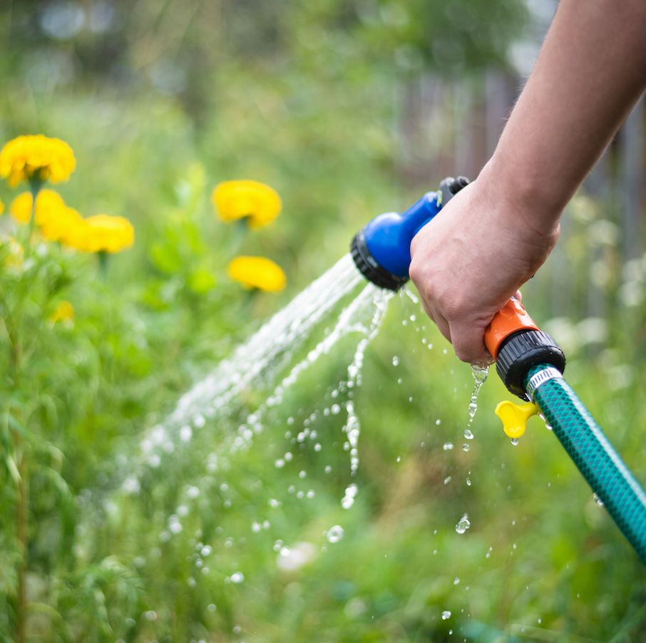 Watering Tips for Summer – Hudson Valley Seed Company