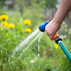 Watering Tips for Summer