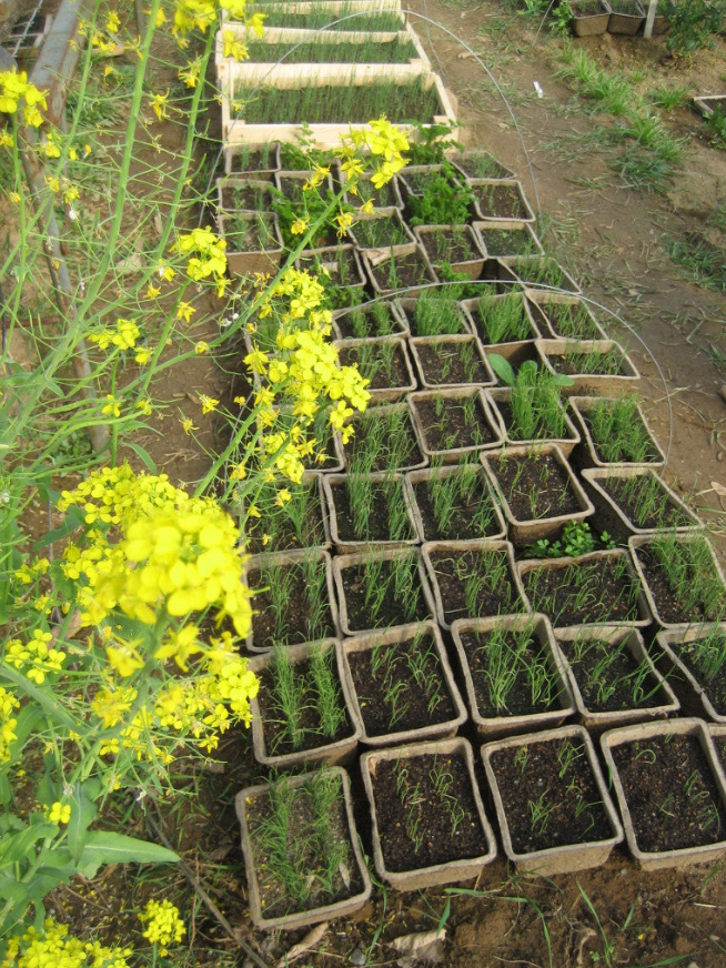 Starting Alliums from Seed 2025