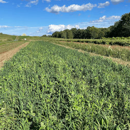 Cover Crops for Summer and Fall