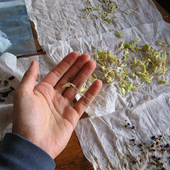 Seed-Trade Secrets: Your old seeds might still grow!