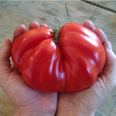 10 Tomato Transplant Tips