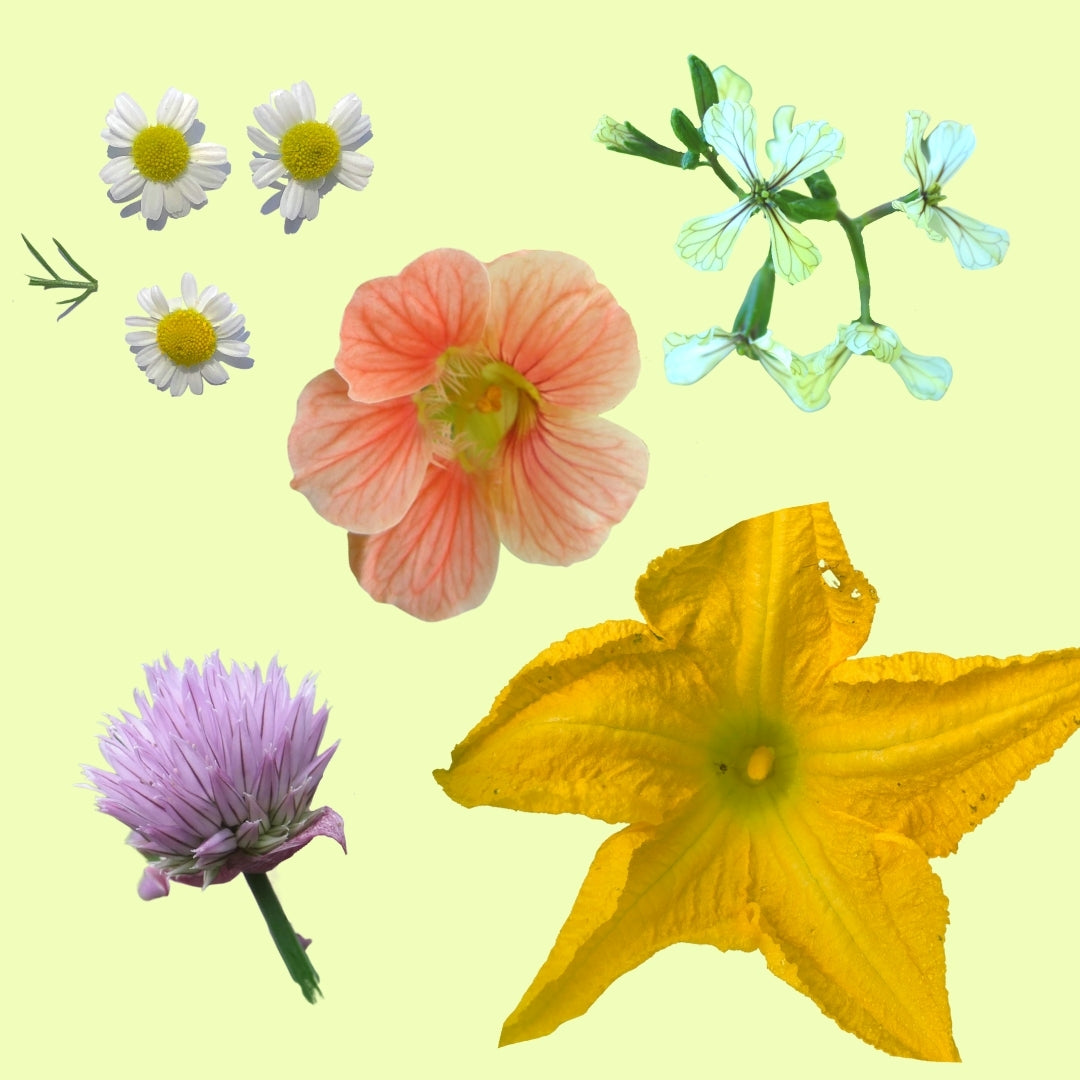 Edible Flowers